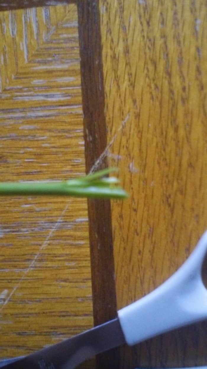 3. Rotate the stem and put a couple more snippet cuts in the middle. Half of an inch up the stem should now look a little bit like a chew stick. But if it doesn't it's okay to put a couple more cuts in there.