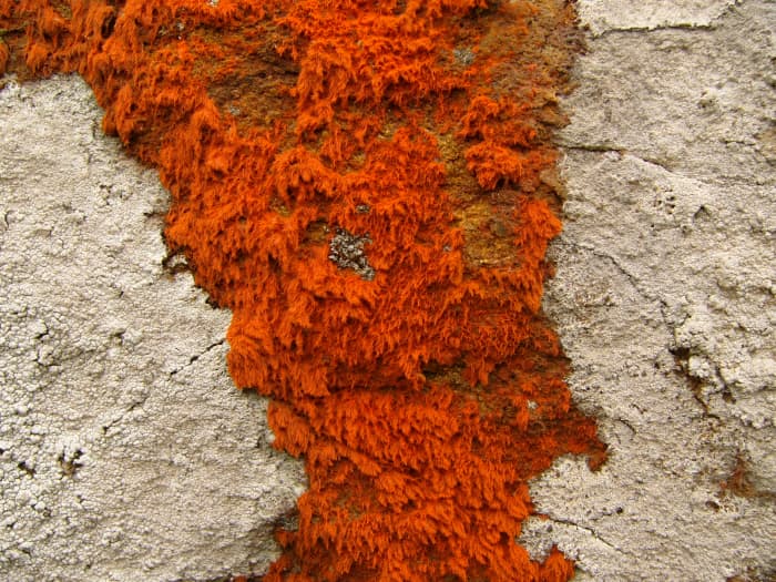 Some lichens can only be discerned under a microscope.