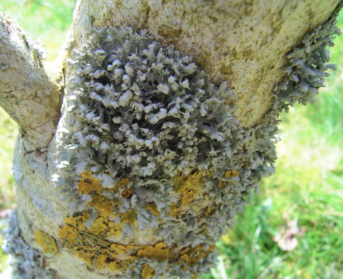 what-is-lichen