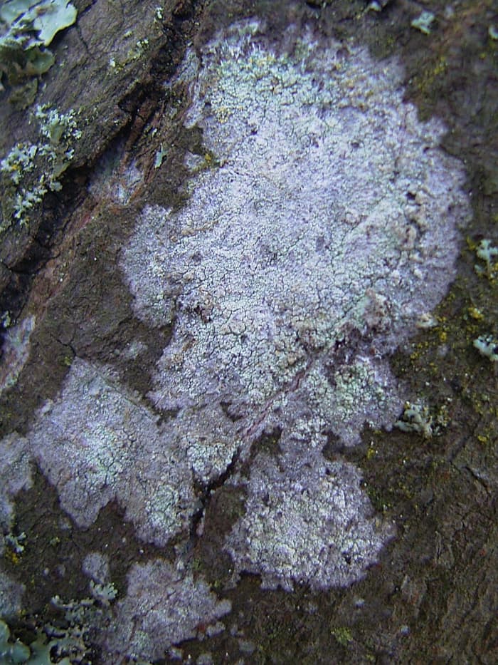 what-is-lichen