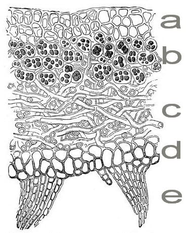 what-is-lichen