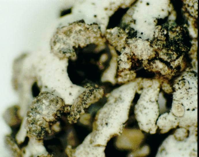what-is-lichen