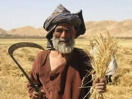 This is the way that harvesting was done for centuries, it was done all by hand, it would take a long time to harvest a large field.