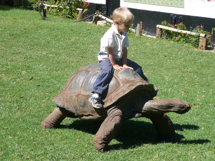 Aldabra Giant Tortoise, Mount Kenya Wildlife Conservancy where children rides on tortoises. Image Credit: Chuck @ UPDmedia.com via Wikimedia Commons