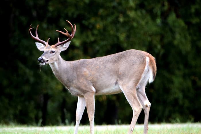 White-Tailed Deer - Facts and Information - HubPages