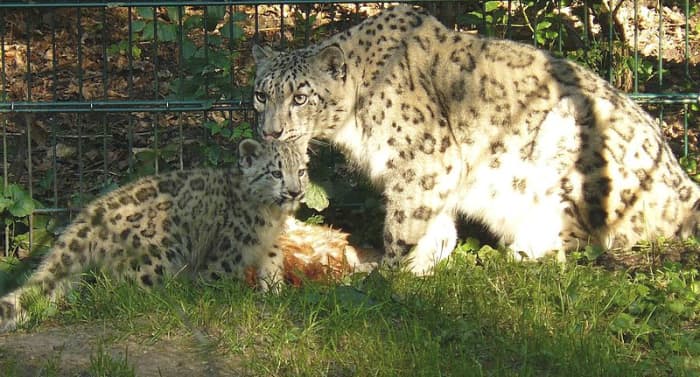 Snow leopard with cub.The endangered snow leopard is very protective of its cubs and can become very aggressive when its cubs are threatened or attacked.