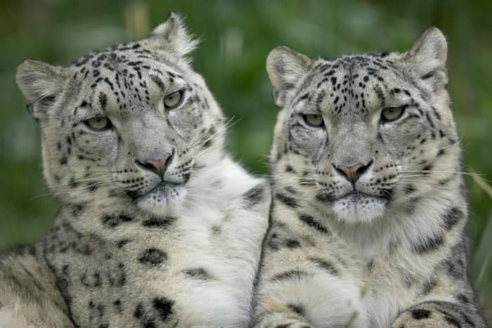 Two Snow Leopards. Being a solitary animal, the endangered snow leopard only socializes during the mating season, which begins early in the year and ends in mid-March.