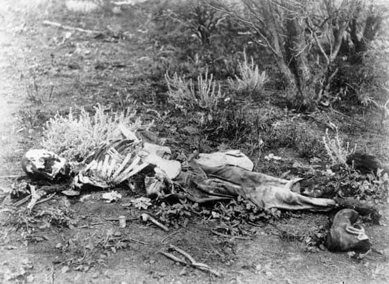 This image is a photograph of a human skeleton found lying in scrub in Western Australia, circa 1900-1910.