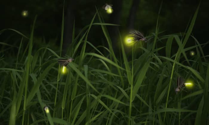 Tiny creatures as their light flickers at night lightning the grassland and trees. But why do fireflies light up?
