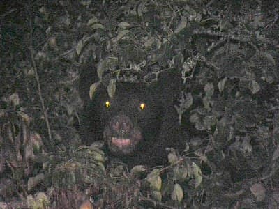 Black bears are often cited as candidates for Sasquatch misidentification. Their eyes shine with a distinctive reddish hue at night.