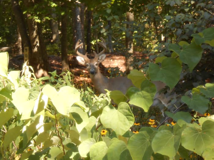 This beautiful deer greeted us in our yard on our first day in our new home in the North Georgia mountains.