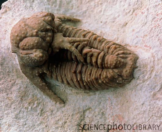 Trilobite of the species Lichas furcifer that went extinct during the Permian. Check out it's crazy head adornment!