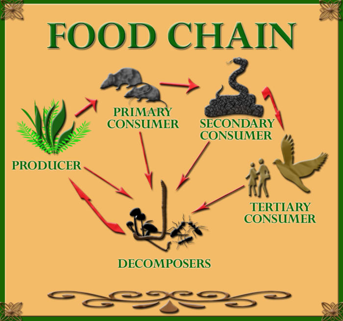 Three types of consumers are within the food chain; Primary consumers, Secondary consumers, and Tertiary consumers.