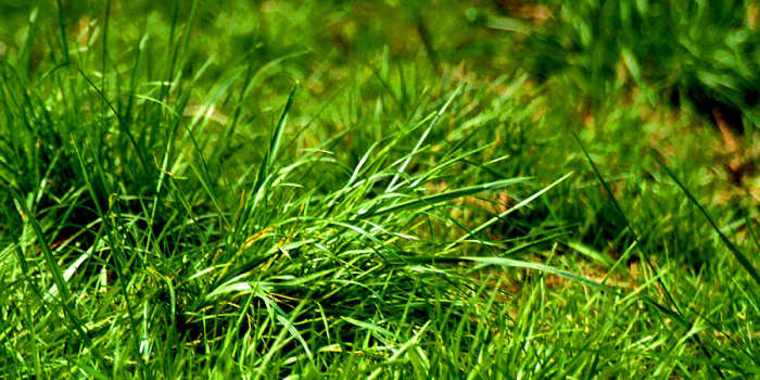 Grass is known as a producer in the food chain scheme. Providing a food source for those at the very bottom of the food chain.