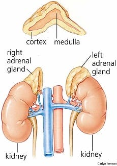 Cushing's is a disease of the adrenal cortex, the site of production of cortisol, as well as other steroid hormones.