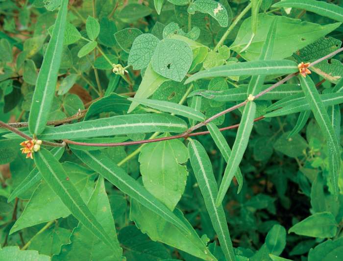 The long leaves seen is Sarsaparilla plant. The root of this plant is used to make sarsaparilla extract