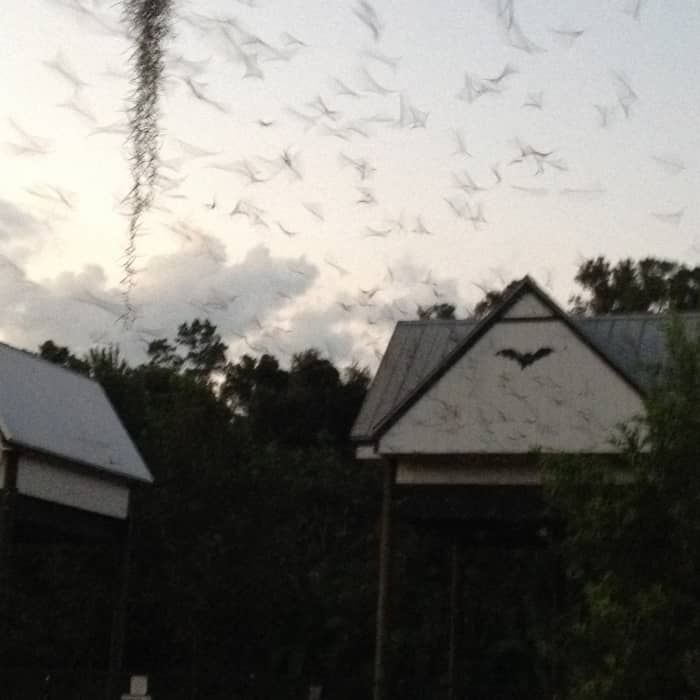 Bats emerging from the UF bat houses at sunset. There was originally only one bat house, but due in part to overpopulation, it collapsed. The original bat house was restored and another was built beside it.