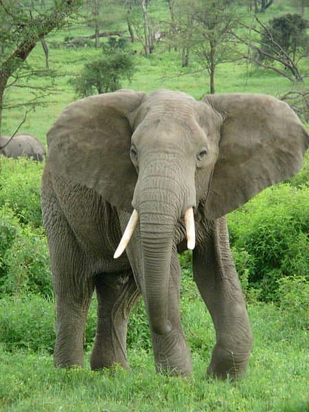 African Megafauna like the elephant may have survived where the fellows died out on account of them evolving alongside humans and thus being aware of their hunting capabilities.