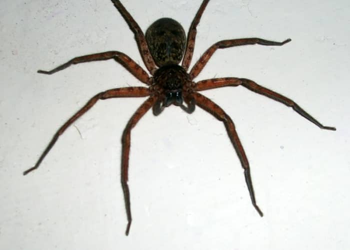 Many people have an exaggerated fear of spiders, even though most are harmless