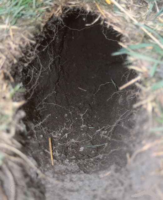 One of my pet rabbits dug this burrow. Be sure to check your rabbit's run for evidence of escape activity!