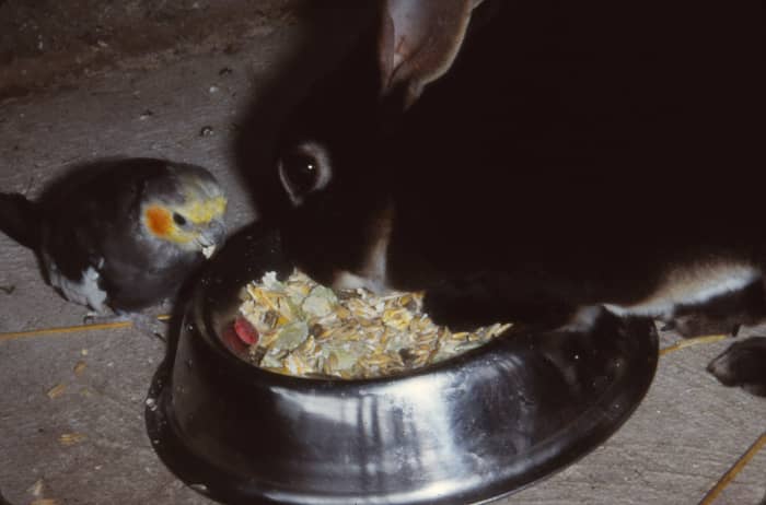 Your rabbit may not be the only one enjoying its food. Wild birds, mice and rats could be getting a share