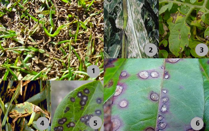 Plants with symptoms that may be called Gray Spot Leaf Fungus: (1) ryegrass, (2) corn, (3) tomato, (4) St. Augustinegrass, (5) blueberry and (6) photinia.