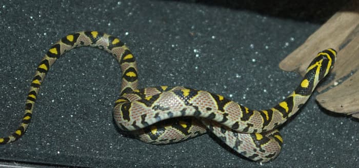 The Rat Snake - HubPages