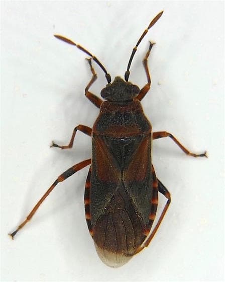 How to Get Rid of Elm Seed Bugs? - HubPages