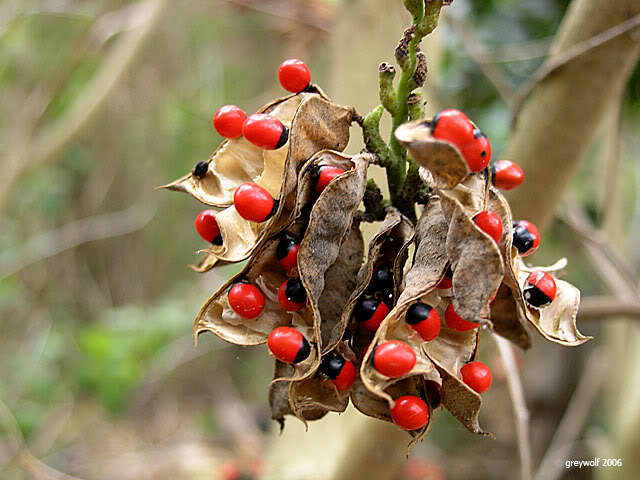 Photo of the seeds used and is believed to protect babies from the greeting-induced malady called bati.