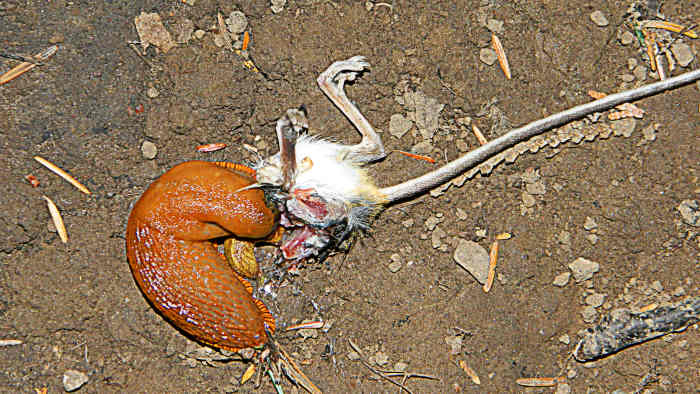 Killer Slugs eating a fresh dead mouse. No vegan creature these slugs...not vegitarians...proof they are not vegitarians anymore!