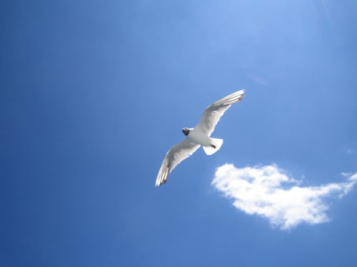 After 11 months, Noah, believing in God's promise, sent a dove from the ark to see if it would find land. Finding no place to rest, it returned to the ark. Seven days later, Noah sent it out again. This time it flew back carrying an olive leaf.