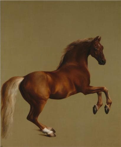 "Whistlejacket" by George Stubbs (1724-1806), currently on display at the National Gallery in London.