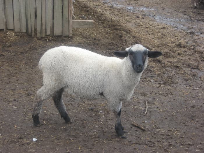 Suffolk ewe