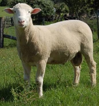 A Dorset ram of the polled (without horns) variety