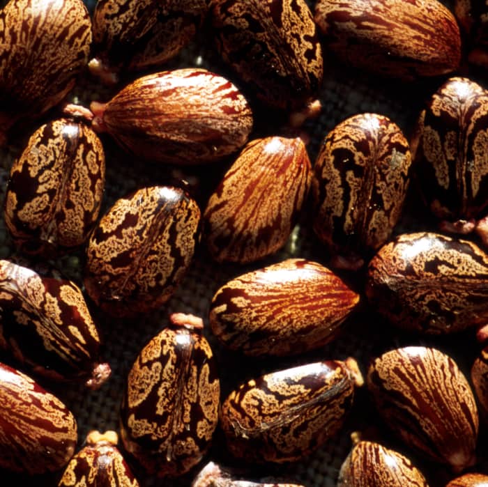 benefits-of-castor-oil
