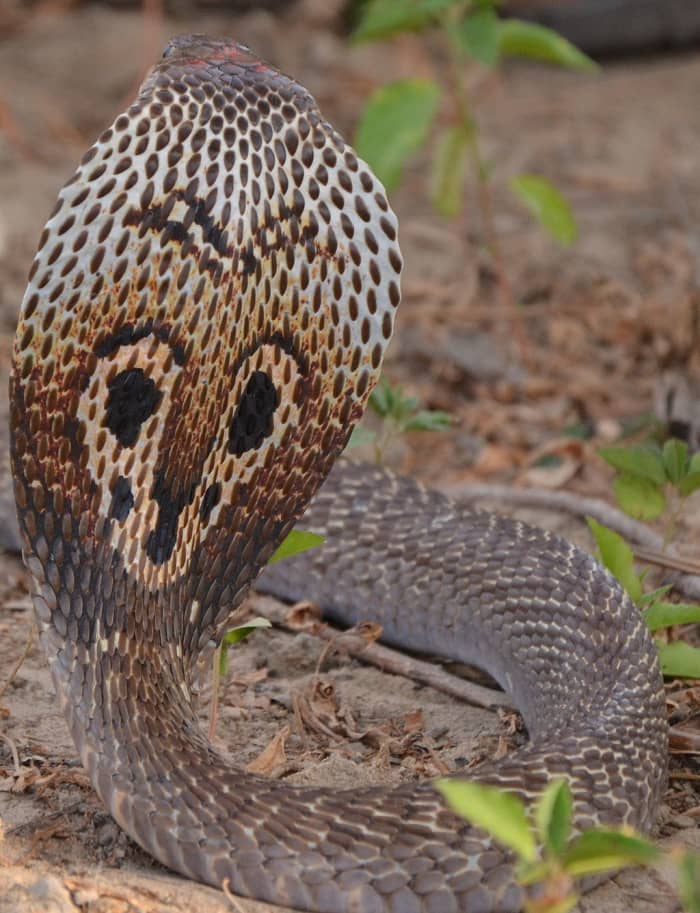 snakes-of-kerala