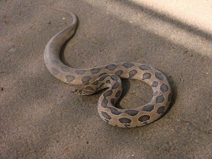 snakes-of-kerala
