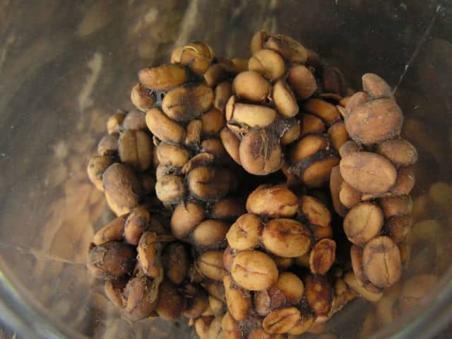 Kopi Luwak, Indonesia -This is the rarest and most expensive coffee in the world, but still you might want to reconsider it, when someone politely invites you to sip from a mug full of it. Why? Because it is made out of the excrements of a creature