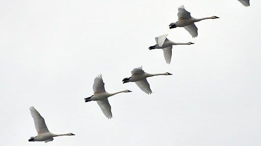 Ralph was moved by the beauty of the swans that wintered in his remote valley.