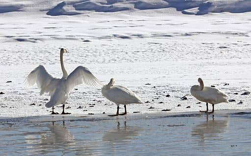 Swans at Yellowstone National Park