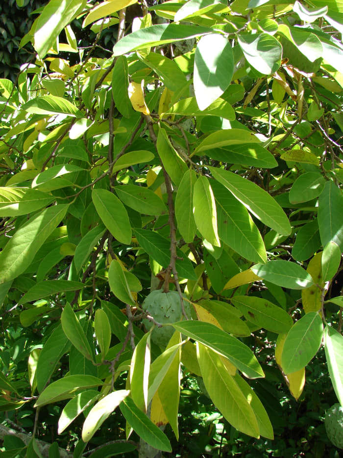 well defined leaves hiding fruit and flowers of a similar coloring make it difficult to spot the cherimoya fruit and flowers.