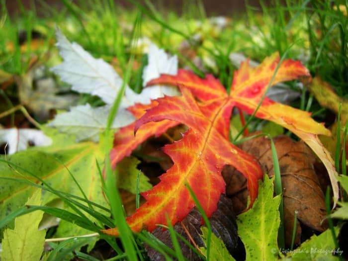 Do not pick up fallen leaves, as they can be infected and could have started to dry!