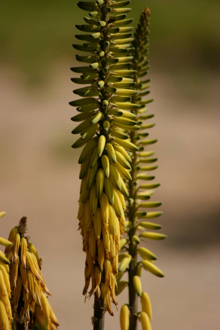 Though not native to our Arizona desert, the distinctive blooms of the aloe vera are ubiquitous in suburban areas.