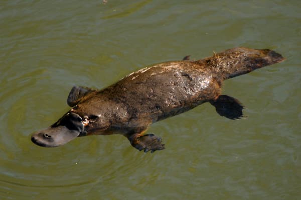 The duck-billed platypus is the only mammal that lays eggs! When Dr George Shaw, the first European to examine it, saw it, he pronounced that it was a cleverly made fake! "Platypus" means flat-foot. :)