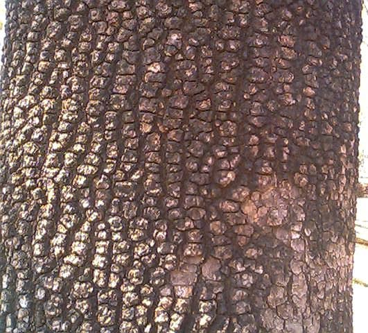 the fissured bark of charoli tree
