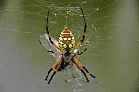 Find the spider dream scenarios that best fits your current situation in life. Start from here to correctly interpret your spider dream.