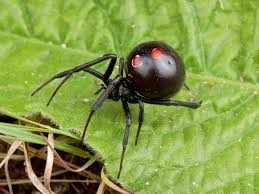 The black widow is a common symbol of spider dreams. As you'll learn, not all spider dreams are bad in meaning. In fact, spider dreams can be positive.