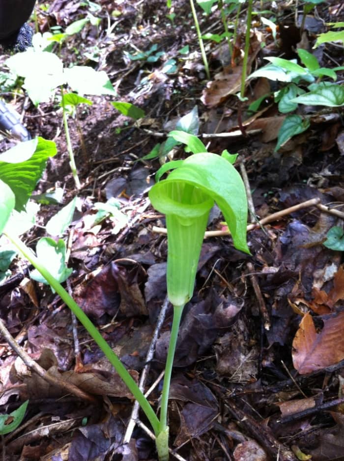Jack In The Pulpit is only one of many kinds of exotic plants found in Pisgah Forest