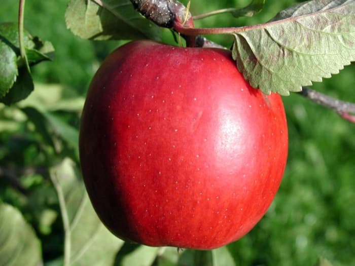 When eaten before a meal, apples can decrease your caloric intake by 15 percent.