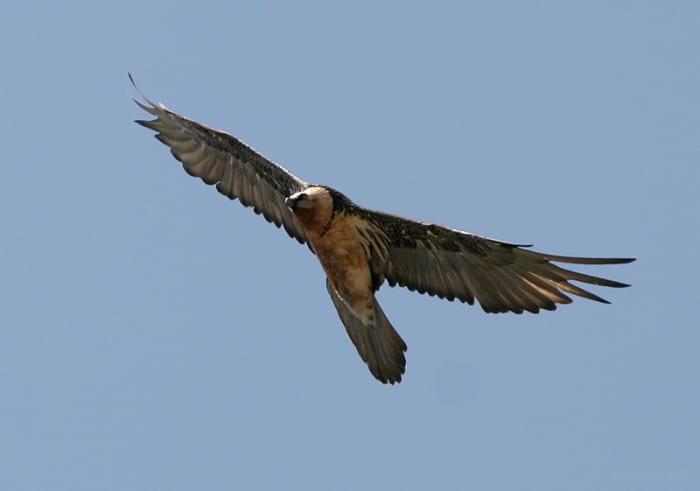Lammergeier or Bearded Vulture, a rare bird with a beautiful flight and distinctive shaped tail.
